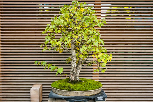 Ten Things I Wish I Knew About Mistral Bonsai