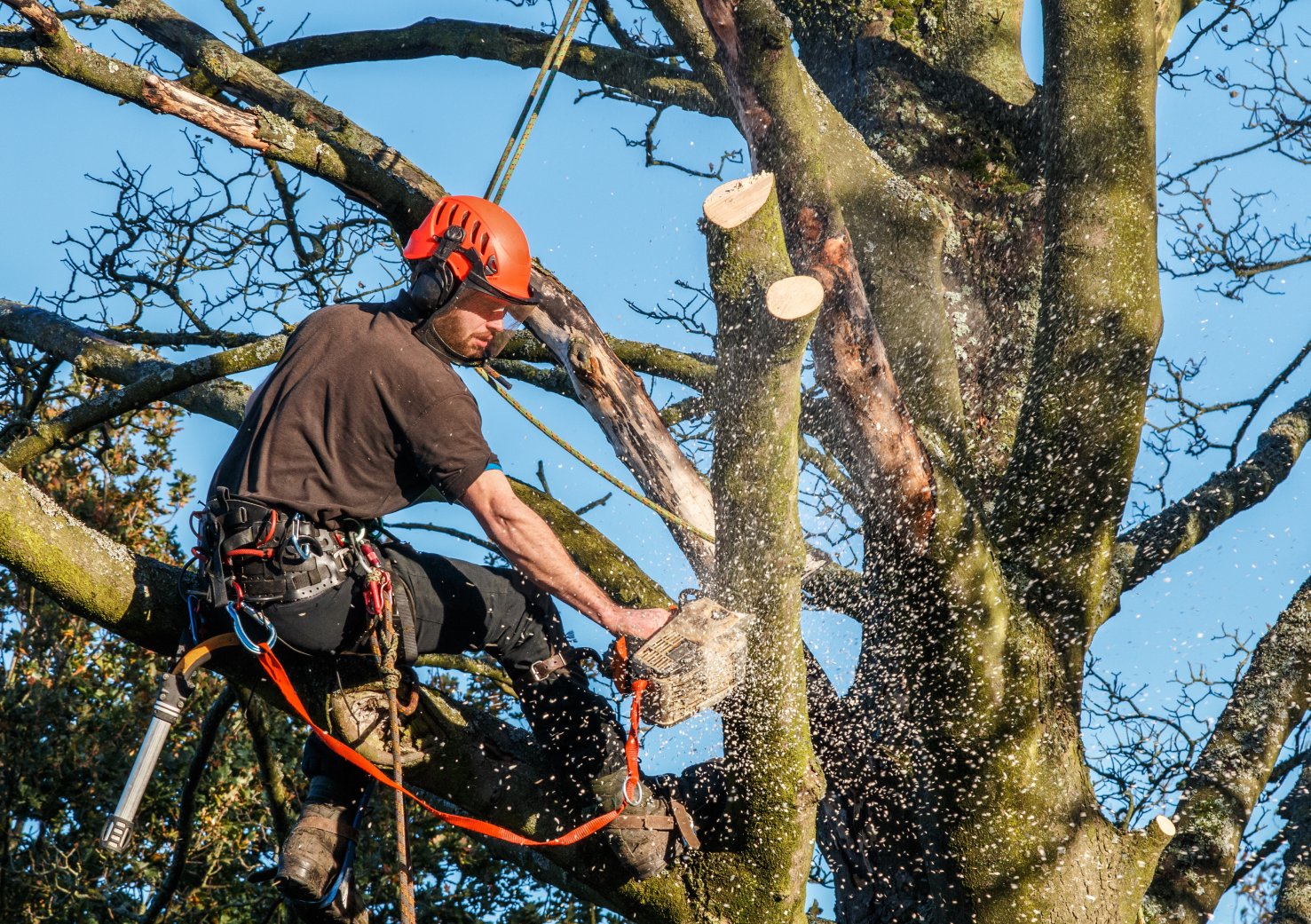 Signs a Tree Needs Immediate Removal